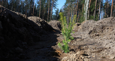 Единый день озеленения пройдет в Беларуси 11 октября